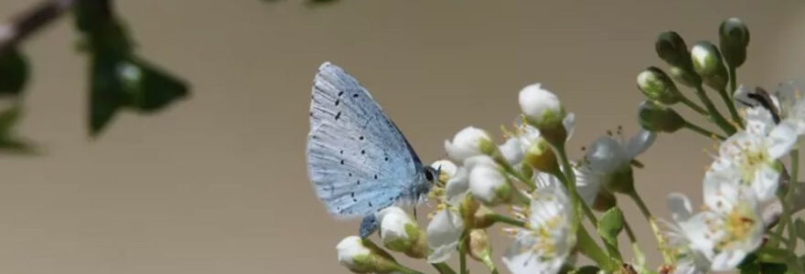 biodiversité