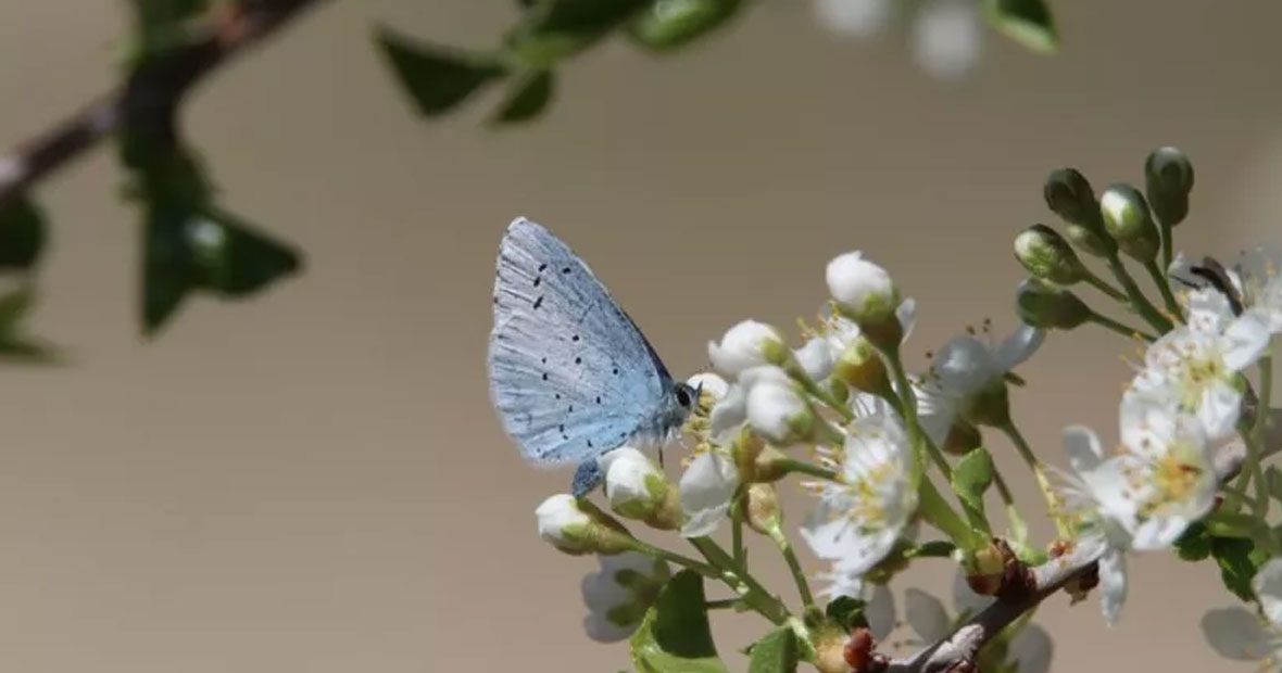 biodiversité